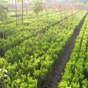 【馨喜园林】基地供应小叶黄杨小苗 绿化植物苗木 价格低廉